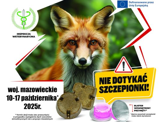 Akcja szczepienia lisów przeciwko wściekliźnie