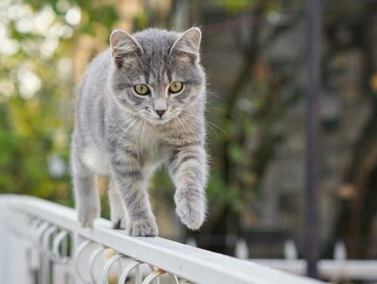 Czy koty powinny być "wychodzące" ? [Sonda]