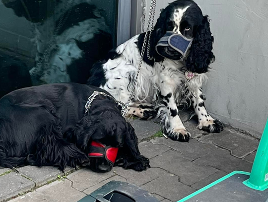 Dwa zakneblowane psy pod Auchan na Żoliborzu