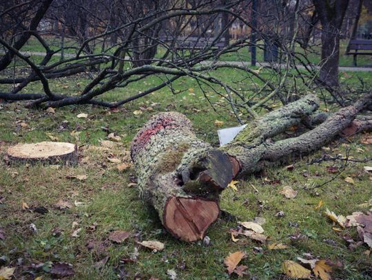 Ile drzew na Żoliborzu wycięto, a ile zasadzono?