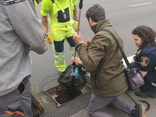 Mandarynki uratowane spod Powązek Wojskowych. Pisklęta utknęły w studzience