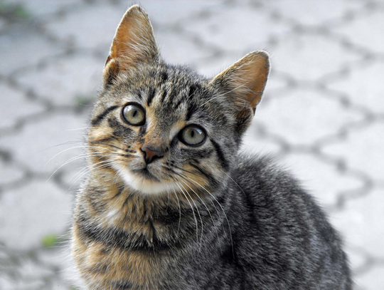 Nieznana choroba atakuje koty w Polsce. Weterynarze alarmują