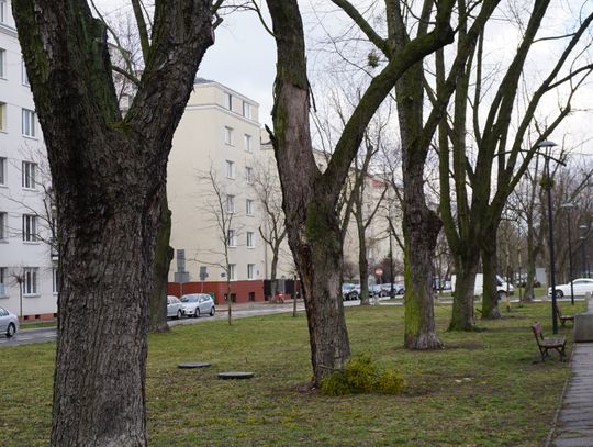 Nowe chodniki i planowana wycinka drzew. Prace w alei Wojska Polskiego jeszcze w tym roku