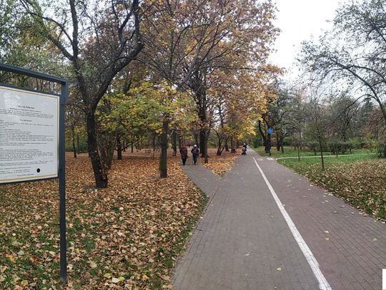 Nowe drzewa owocowe w parku Sady Żoliborskie?