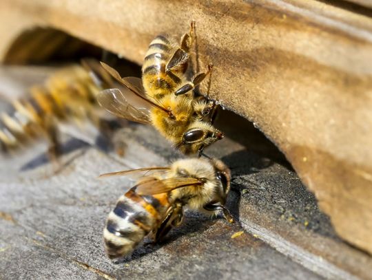 Pszczoły wracają na Żoliborz