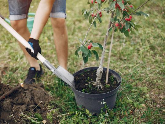 Radny apeluje o więcej zieleni