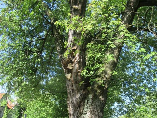 Ruszają ekspertyzy dendrologiczne drzew na Żoliborzu