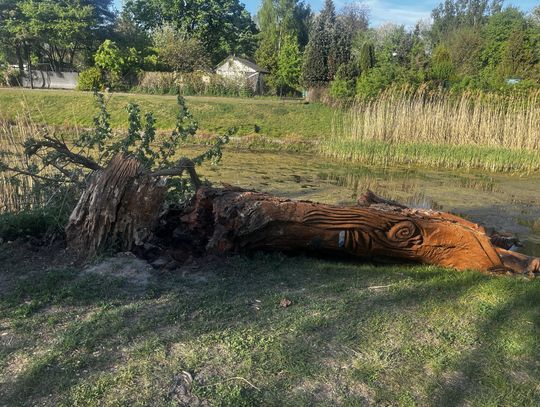 Rzeźba z Kępy Potockiej powalona przez naturę