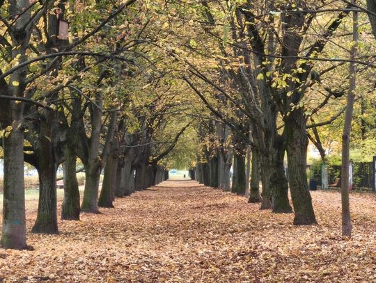 Skwer Lane'a Kirklanda na Żoliborzu. Gdzie powstanie i kim był jego patron?