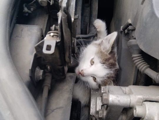 Kot pod maską samochodu. Co zrobić by uniknąć kłopotów z niechcianym pasażerem?
