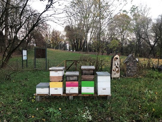 Ponad 250 kilogramów miodu wyprodukowały pszczoły z żoliborskich pasiek