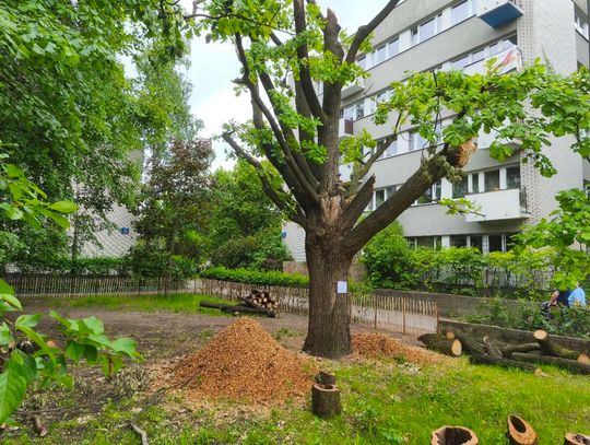 Świadek na Sadach Żoliborskich, czyli jak uniknięto całkowitej wycinki dębu