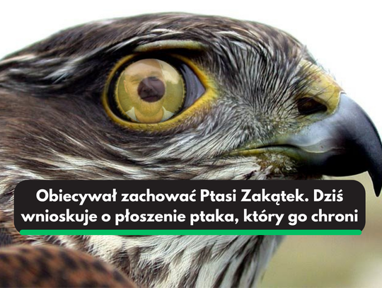 Tomasz Mielcarz wnioskuje o płoszenie krogulca w okresie lęgowym