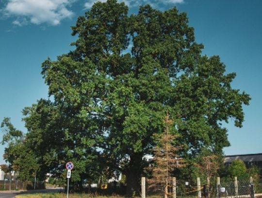 Warszawskie Drzewo Roku 2024