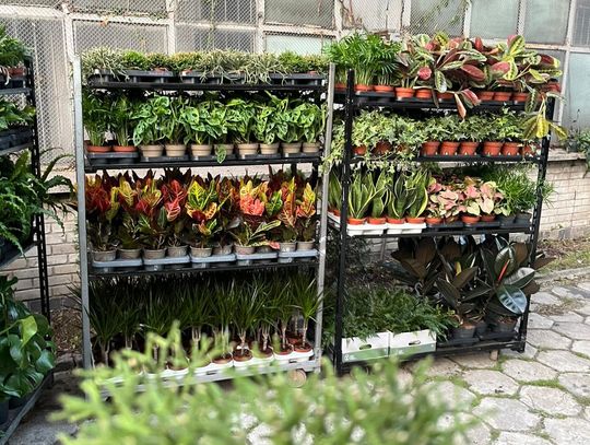 Wielka Zielona Wyprzedaż w Florabo – Rośliny od 1 zł i Rabaty do -70%!
