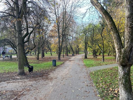 Zieleń w parku Sady Żoliborskie zdemolowana