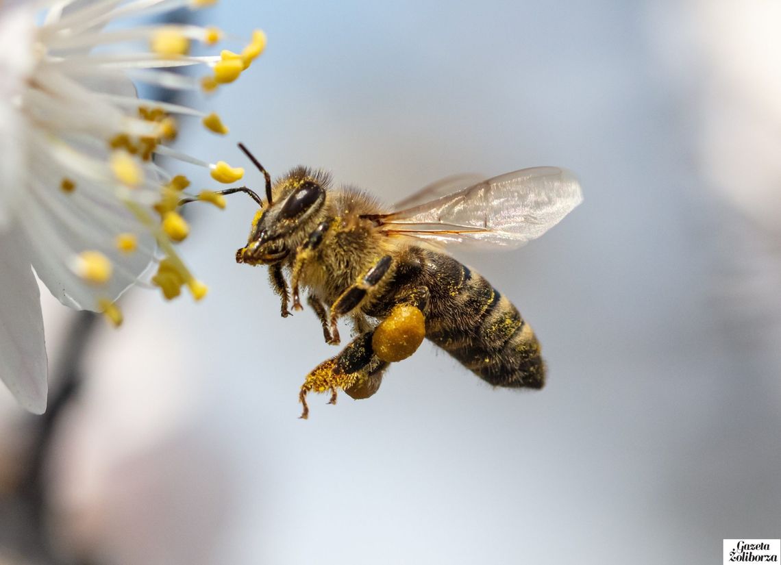 Cichy zabójca pszczół na Żoliborzu - nie ma na niego lekarstwa