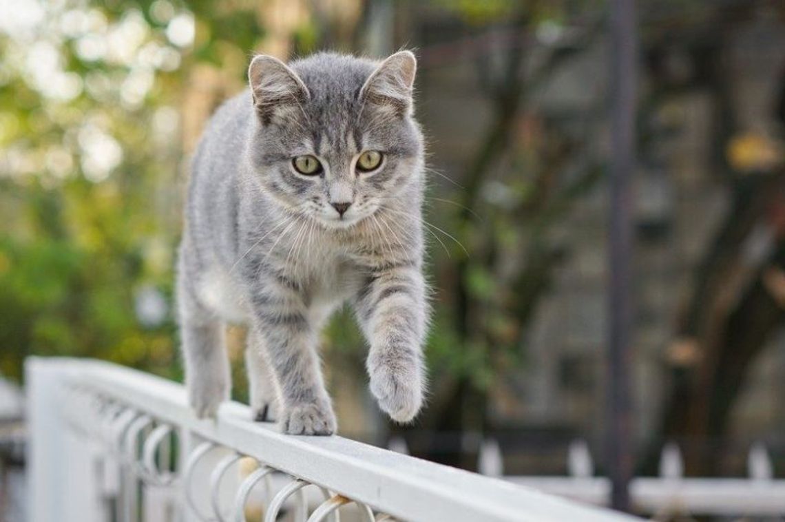 Czy koty powinny być "wychodzące" ? [Sonda]