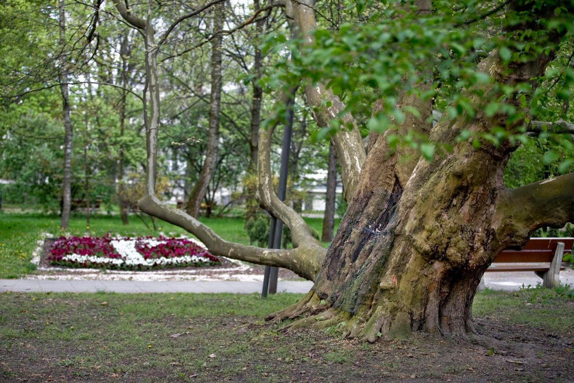 Kwitnący raj na Żoliborzu: Park Żywiciela w obiektywie