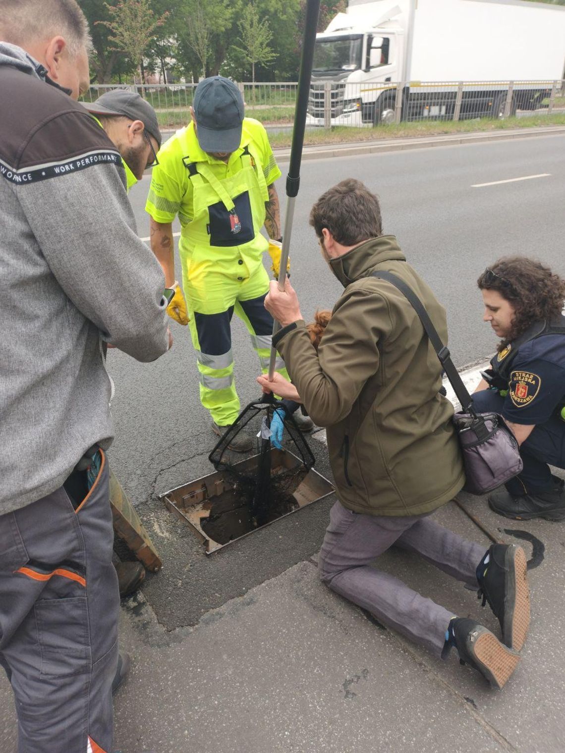 Mandarynki uratowane spod Powązek Wojskowych. Pisklęta utknęły w studzience Mandarynki uratowane spod Powązek Wojskowych. Pisklęta utknęły w studzience