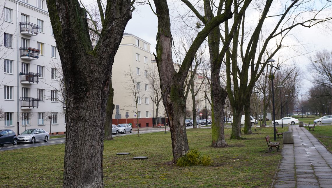 Nowe chodniki i planowana wycinka drzew. Prace w alei Wojska Polskiego jeszcze w tym roku