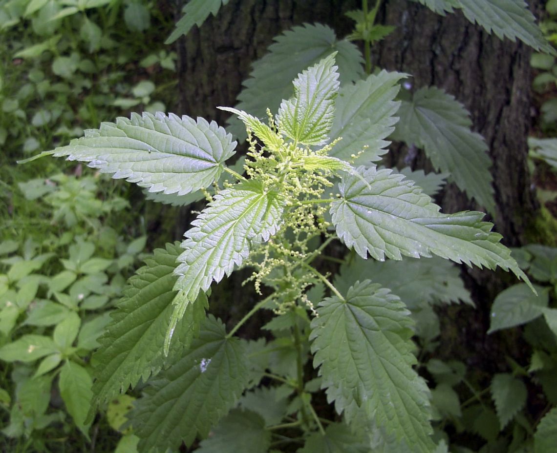 Piknik Sąsiedzki na Dzień Pokrzywy