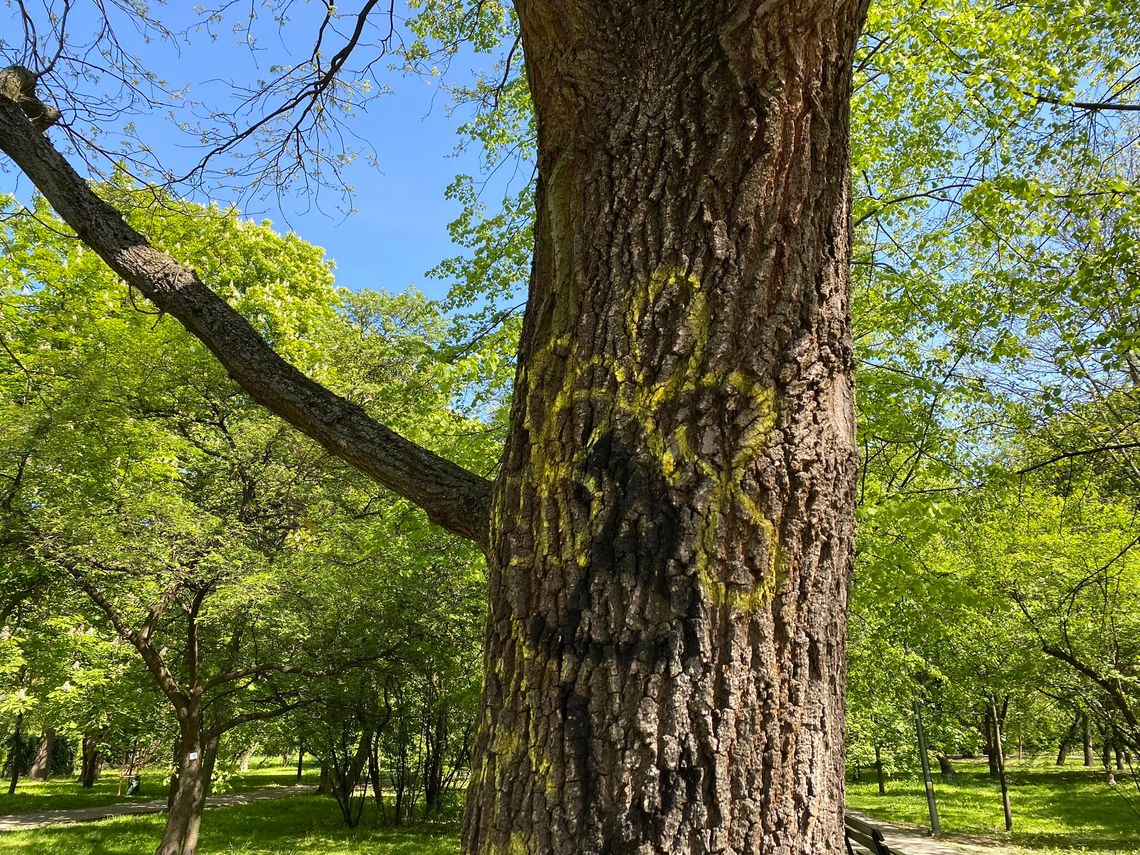 Graffiti na jednym z drzew na Sadach Żoliborskich.