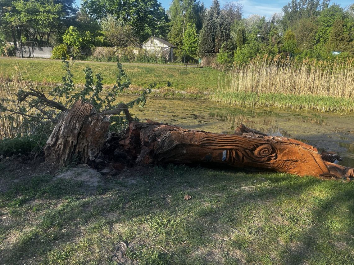 Rzeźba z Kępy Potockiej powalona przez naturę