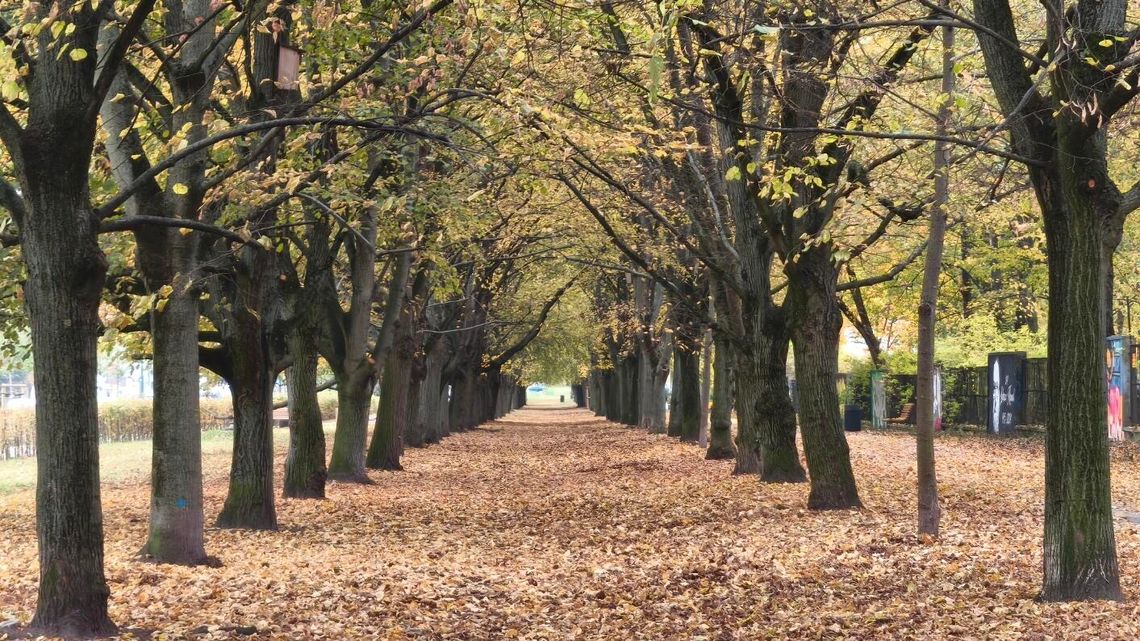 Skwer Lane'a Kirklanda na Żoliborzu. Gdzie powstanie i kim był jego patron? Skwer Lane'a Kirklanda na Żoliborzu. Gdzie powstanie i kim był jego patron?