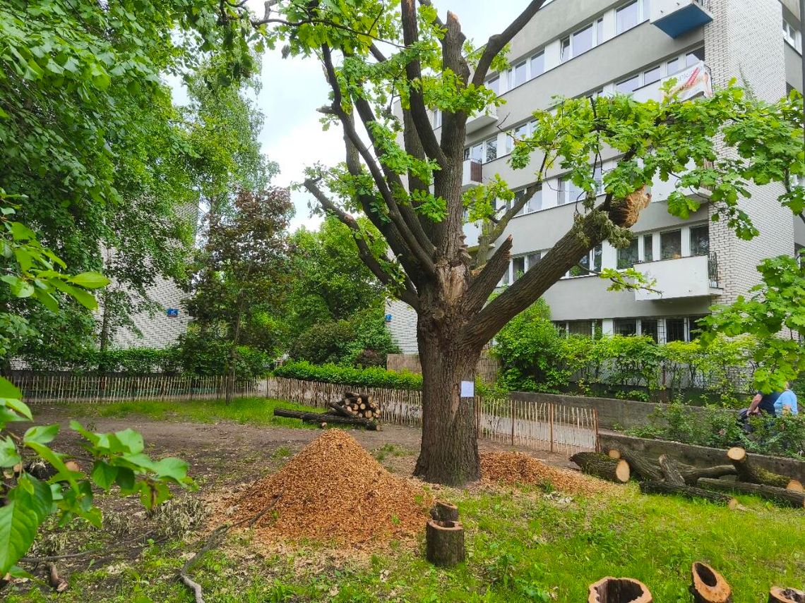 Świadek na Sadach Żoliborskich, czyli jak uniknięto całkowitej wycinki dębu