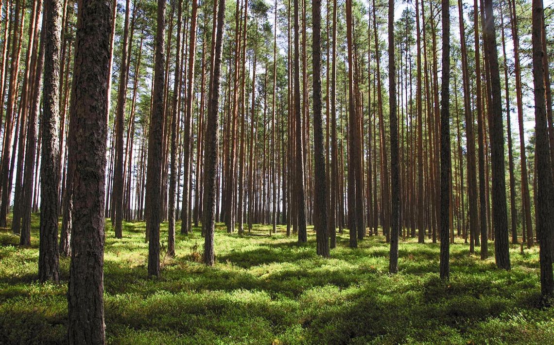 Termowizja na wyciągnięcie ręki, czyli nowoczesna technologia, która zmienia sposób widzenia świata
