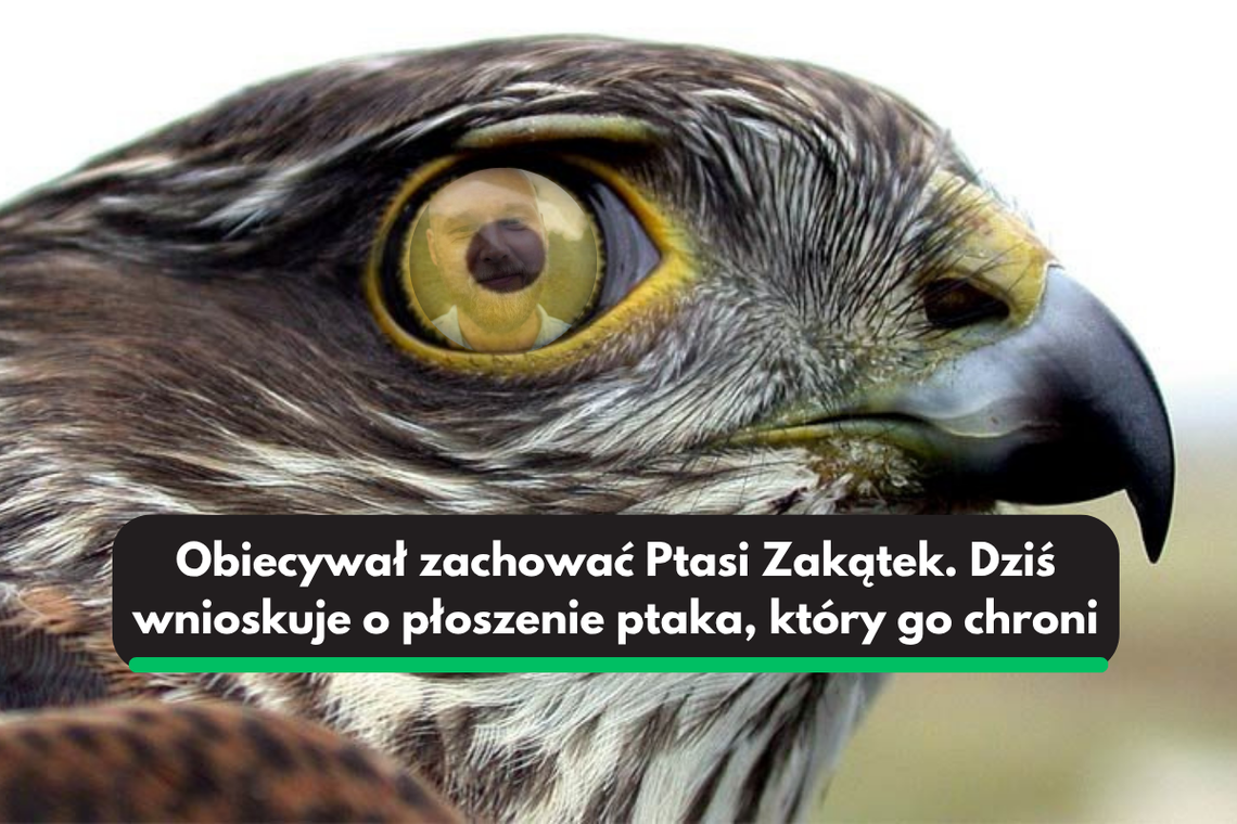 Tomasz Mielcarz wnioskuje o płoszenie krogulca w okresie lęgowym Tomasz Mielcarz wnioskuje o płoszenie krogulca w okresie lęgowym