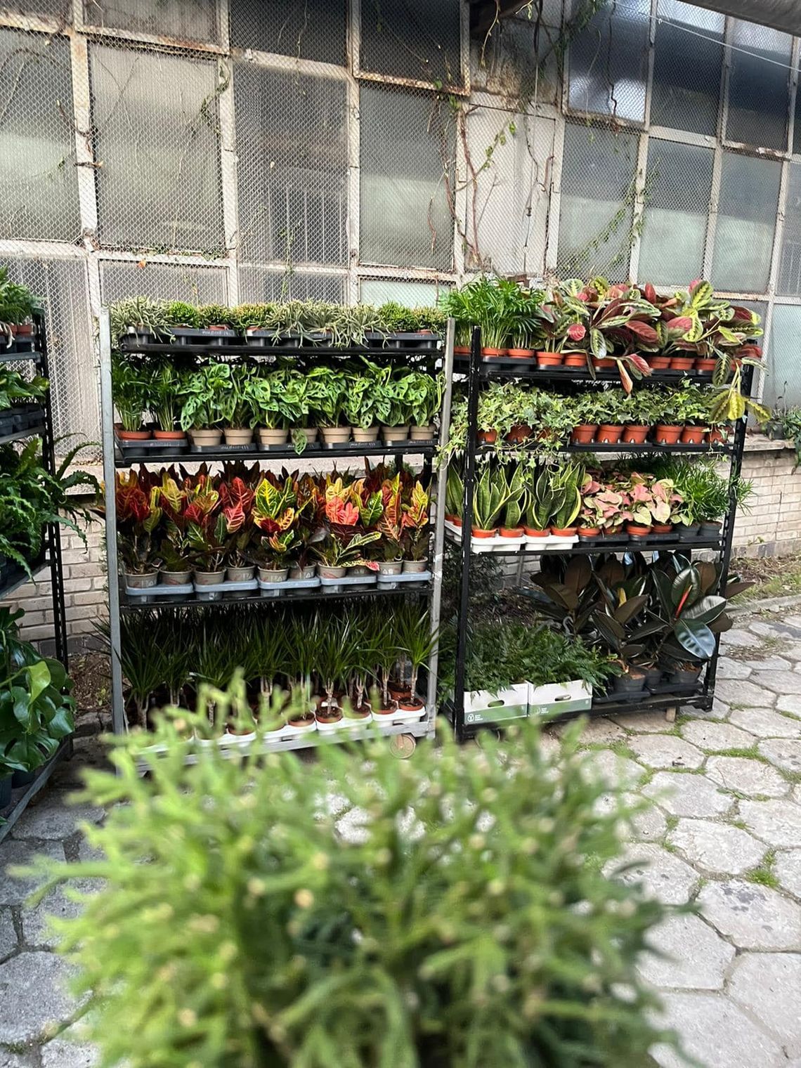 Wielka Zielona Wyprzedaż w Florabo – Rośliny od 1 zł i Rabaty do -70%!