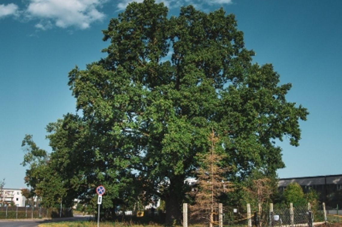 Zagłosuj na Warszawskie Drzewo Roku!