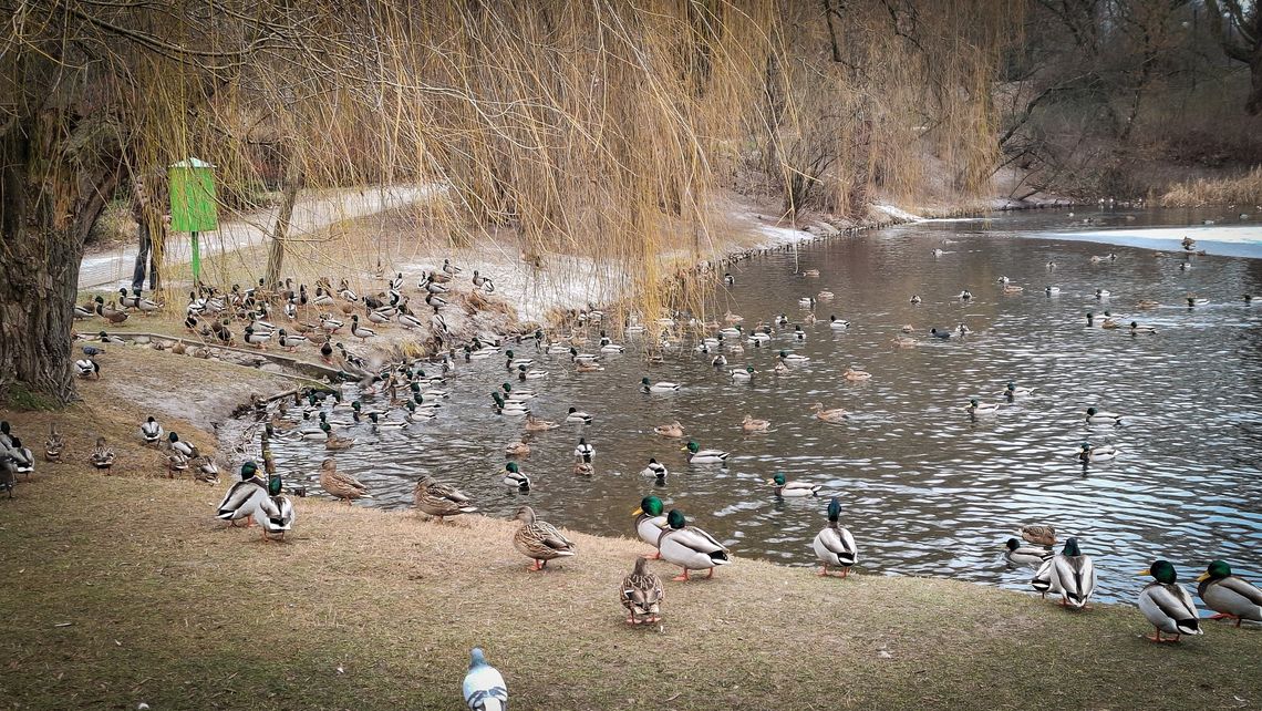 Zima w mieście: zadbajmy o ptaki i koty wolno żyjące Zima w mieście: zadbajmy o ptaki i koty wolno żyjące