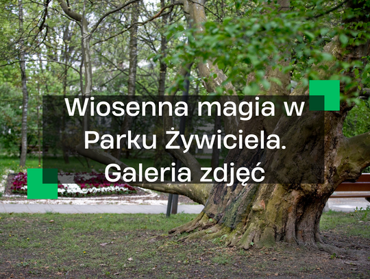Kwitnący raj na Żoliborzu: Park Żywiciela w obiektywie