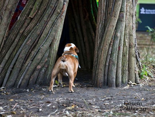 Rzeźba "Wierzba" Jana Sajdaka - wielkie otwarcie