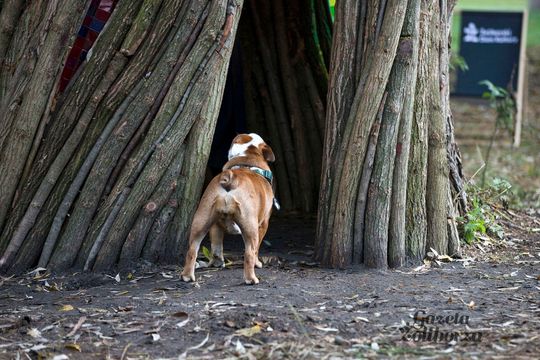 Rzeźba "Wierzba" Jana Sajdaka - wielkie otwarcie 