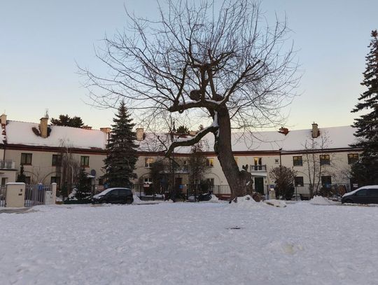 Historia placu z zegarem słonecznym, którego gnomon jest drzewem