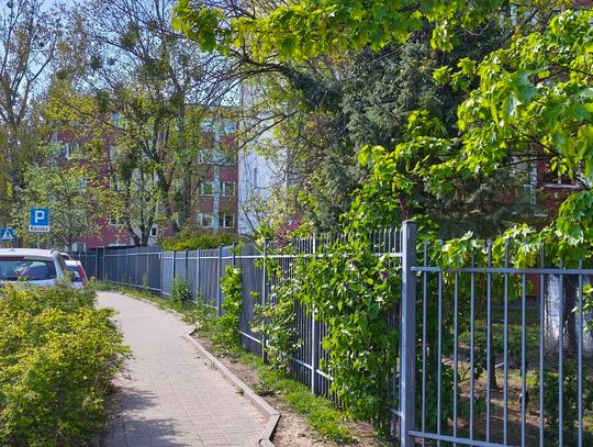 Administracja Osiedla WSM Żoliborz II kolejny raz chce wyciąć drzewa. Mieszkańcy protestują