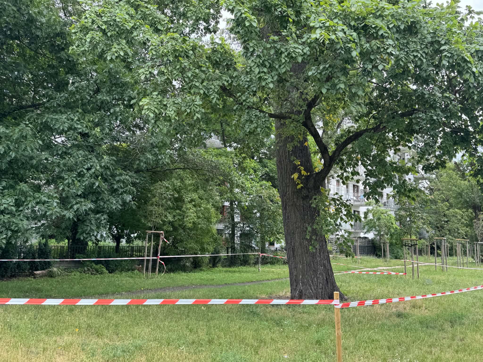 Wiąz szypułkowy, będący pomnikiem przyrody i rosnący przy ul. Przasnyskiej, zostanie poddany specjalistycznym badaniom. Eksperci sprawdzą jego stabilność oraz odporność na złamanie, aby ocenić stan drzewa i zapewnić bezpieczeństwo mieszkańców.