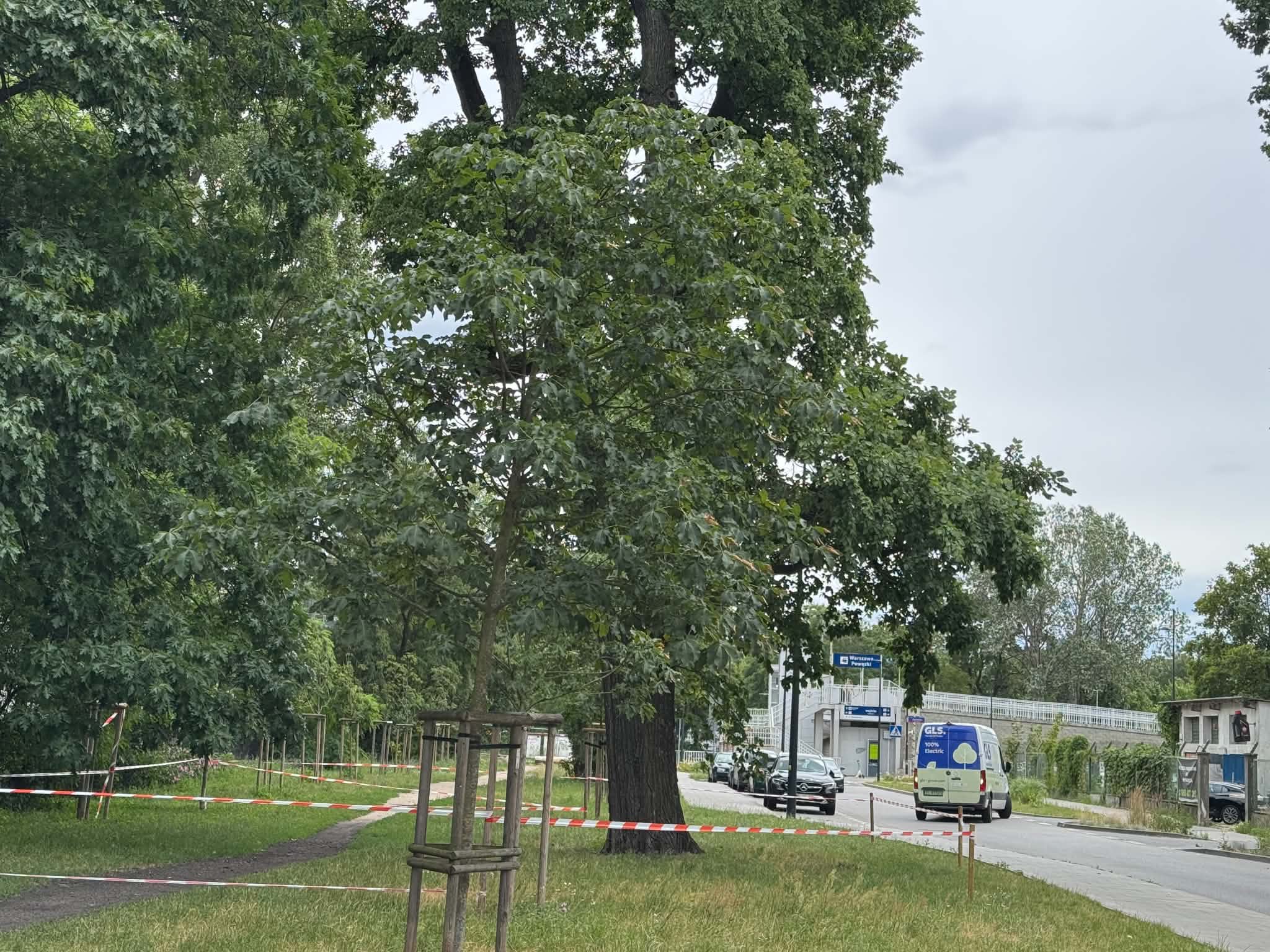 Wiąz szypułkowy, będący pomnikiem przyrody i rosnący przy ul. Przasnyskiej, zostanie poddany specjalistycznym badaniom. Eksperci sprawdzą jego stabilność oraz odporność na złamanie, aby ocenić stan drzewa i zapewnić bezpieczeństwo mieszkańców.