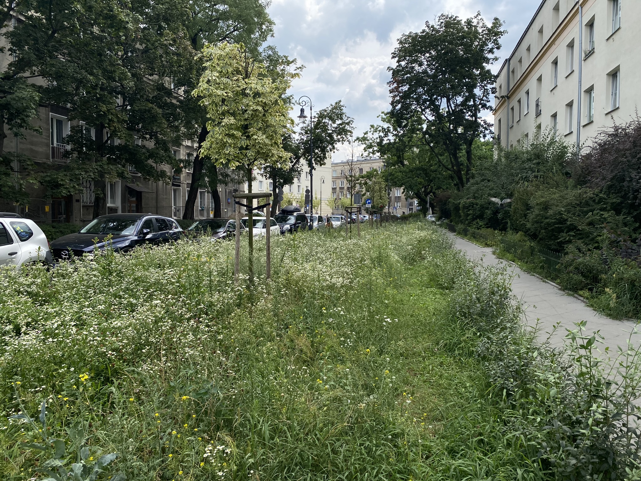 Drzewa i wysoki trawnik na ulicy Śmiałej 1/3 na Żoliborzu.